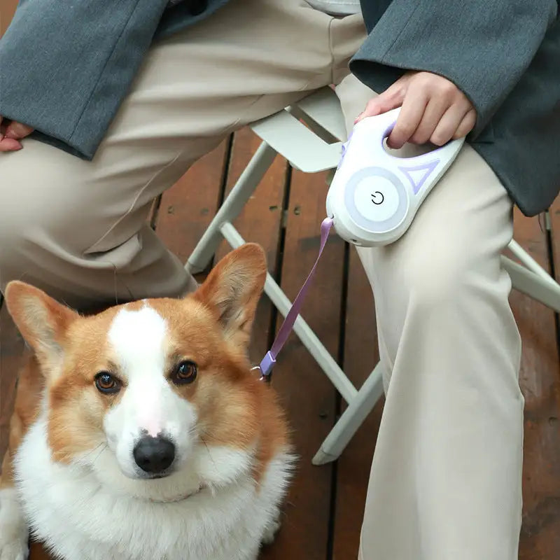 Led Lights Dog Leash Night Walk Safety Gear