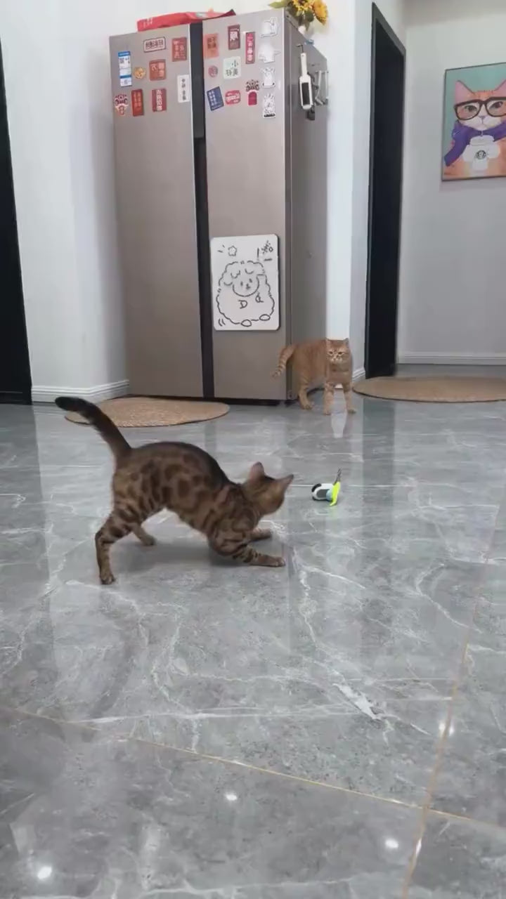 Turbo Tail 3.0 Cat Toy Remote Control Cat Toy with 2-Speed Adjustment Interactive Cat Toys for Indoor Cats Rechargeable Automatic Cat Toys Moving Cat Toy for Bored Indoor Adult Cat (Blue)